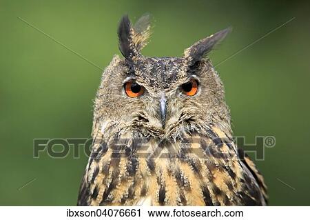 "Eurasian Eagle-owl (Bubo bubo), adult, captive, Eifel, Rhineland-Palatinate, Germany, Europe" View Large Photo Image Stock Image - "Eurasian Eagle-owl (Bubo bubo), adult, captive, Eifel, Rhineland-Palatinate, Germany, Europe". Fotosearch