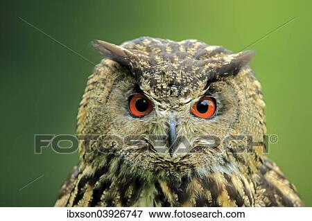 "Eurasian Eagle-owl (Bubo bubo), adult, Eifel, Germany, Europe" View Large Photo Image Stock Photo - "Eurasian Eagle-owl (Bubo bubo), adult, Eifel, Germany, Europe". Fotosearch