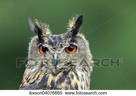 "Eurasian Eagle-owl (Bubo bubo), adult, captive, Eifel, Rhineland-Palatinate, Germany, Europe" View Large Photo Image Stock Photography - "Eurasian Eagle-owl (Bubo bubo), adult, captive, Eifel, Rhineland-Palatinate, Germany, Europe". Fotosearch
