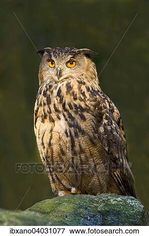"Eurasian Eagle-owl (Bubo bubo), Bavarian Forest National Park, Bavaria, Germany, Europe" View Large Photo Image Stock Photo - "Eurasian Eagle-owl (Bubo bubo), Bavarian Forest National Park, Bavaria, Germany, Europe". Fotosearch