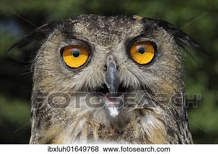 Eurasian eagle owl (Bubo bubo) View Large Photo Image Stock Photo - Eurasian eagle owl (Bubo bubo). Fotosearch
