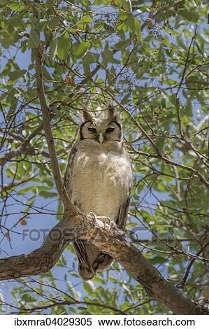 Stock Photography - "Eurasian Eagle-owl (Bubo) sitting on a branch, Savuti area, Chobe National Park, Botswana, Africa". Fotosearch