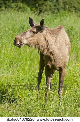 "Eurasian Elk (Alces alces), cow elk, captive, Lower Saxony, Germany, Europe" View Large Photo Image Stock Photograph - "Eurasian Elk (Alces alces), cow elk, captive, Lower Saxony, Germany, Europe". Fotosearch