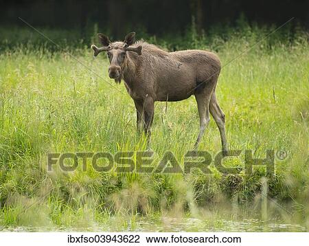 "Eurasian Elk or Moose (Alces alces), young bull moose with antlers in velvet, captive, Lower Saxony, Germany, Europe" View Large Photo Image Stock Image - "Eurasian Elk or Moose (Alces alces), young bull moose with antlers in velvet, captive, Lower Saxony, Germany, Europe". Fotosearch