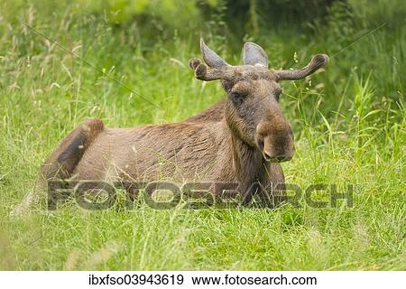 "Eurasian Elk or Moose (Alces alces), bull moose with antlers in velvet, lying on a meadow, captive, Lower Saxony, Germany, Europe" View Large Photo Image Stock Photo - "Eurasian Elk or Moose (Alces alces), bull moose with antlers in velvet, lying on a meadow, captive, Lower Saxony, Germany, Europe". Fotosearch
