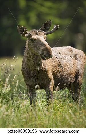 "Eurasian Elk or Moose (Alces alces), bull moose with antlers in velvet, captive, Lower Saxony, Germany, Europe" View Large Photo Image Stock Photograph - "Eurasian Elk or Moose (Alces alces), bull moose with antlers in velvet, captive, Lower Saxony, Germany, Europe". Fotosearch