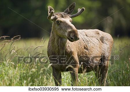 "Eurasian Elk or Moose (Alces alces), bull moose with antlers in velvet, captive, Lower Saxony, Germany, Europe" View Large Photo Image Stock Photography - "Eurasian Elk or Moose (Alces alces), bull moose with antlers in velvet, captive, Lower Saxony, Germany, Europe". Fotosearch