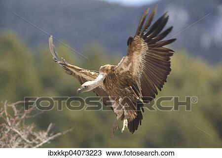 "Eurasian Griffon or Griffon Vulture (Gyps fulvus) in flight, Pyrenees, Catalonia, Spain, Europe" View Large Photo Image Stock Image - "Eurasian Griffon or Griffon Vulture (Gyps fulvus) in flight, Pyrenees, Catalonia, Spain, Europe". Fotosearch