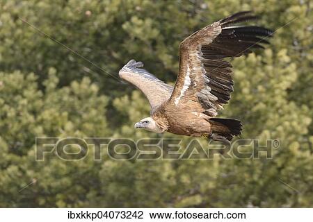 "Eurasian Griffon or Griffon Vulture (Gyps fulvus) in flight, Pyrenees, Catalonia, Spain, Europe" View Large Photo Image Stock Image - "Eurasian Griffon or Griffon Vulture (Gyps fulvus) in flight, Pyrenees, Catalonia, Spain, Europe". Fotosearch