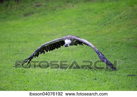 "Eurasian Griffon or Griffon Vulture (Gyps fulvus), adult, in flight, captive, Eifel, Germany, Europe" View Large Photo Image Stock Image - "Eurasian Griffon or Griffon Vulture (Gyps fulvus), adult, in flight, captive, Eifel, Germany, Europe". Fotosearch