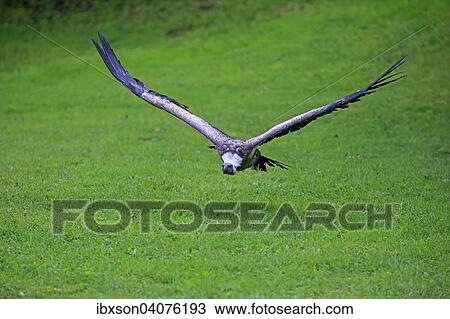 "Eurasian Griffon or Griffon Vulture (Gyps fulvus), adult, in flight, captive, Eifel, Germany, Europe" View Large Photo Image Stock Image - "Eurasian Griffon or Griffon Vulture (Gyps fulvus), adult, in flight, captive, Eifel, Germany, Europe". Fotosearch