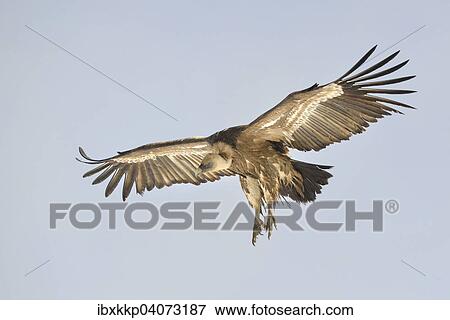 "Eurasian Griffon or Griffon Vulture (Gyps fulvus) in flight, Pyrenees, Catalonia, Spain, Europe" View Large Photo Image Stock Photo - "Eurasian Griffon or Griffon Vulture (Gyps fulvus) in flight, Pyrenees, Catalonia, Spain, Europe". Fotosearch