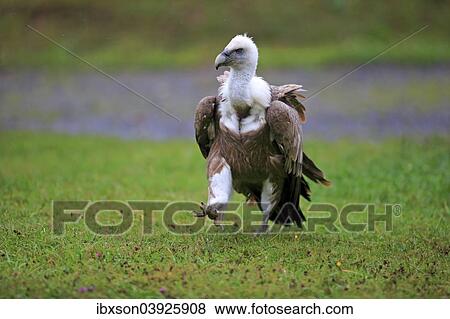 "Eurasian Griffon or Griffon Vulture (Gyps fulvus), adult, walking across a meadow, Europe" View Large Photo Image Stock Photo - "Eurasian Griffon or Griffon Vulture (Gyps fulvus), adult, walking across a meadow, Europe". Fotosearch