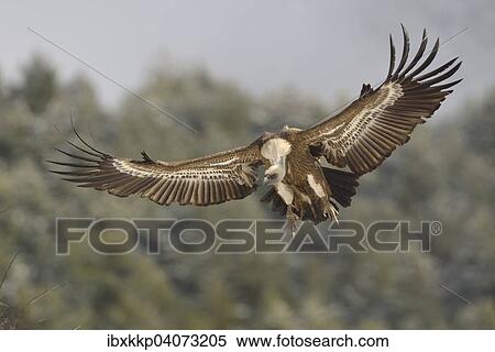 "Eurasian Griffon or Griffon Vulture (Gyps fulvus) in flight, Pyrenees, Catalonia, Spain, Europe" View Large Photo Image Stock Photography - "Eurasian Griffon or Griffon Vulture (Gyps fulvus) in flight, Pyrenees, Catalonia, Spain, Europe". Fotosearch