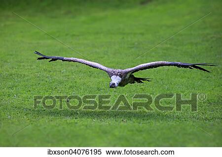 "Eurasian Griffon or Griffon Vulture (Gyps fulvus), adult, in flight, captive, Eifel, Germany, Europe" View Large Photo Image Stock Photography - "Eurasian Griffon or Griffon Vulture (Gyps fulvus), adult, in flight, captive, Eifel, Germany, Europe". Fotosearch