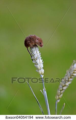 Picture - "Eurasian Harvest Mouse (Micromys minutus), adult climbing on a wheat ear, Surrey, England, United Kingdom, Europe". Fotosearch