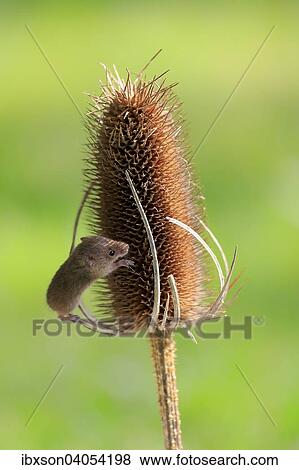 "Eurasian Harvest Mouse (Micromys minutus), adult climbing on the seed head of a thistle, Surrey, England, United Kingdom, Europe" View Large Photo Image Stock Photo - "Eurasian Harvest Mouse (Micromys minutus), adult climbing on the seed head of a thistle, Surrey, England, United Kingdom, Europe". Fotosearch