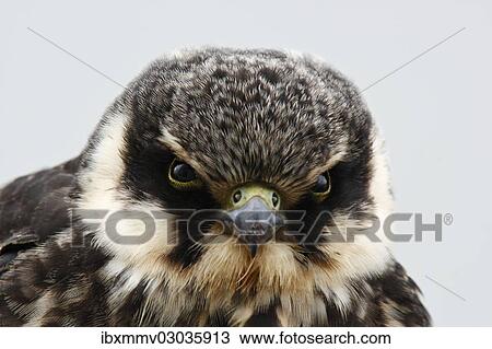"Eurasian Hobby (Falco subbuteo), juvenile, portrait, Ostriesische Inseln, Friesland, Lower Saxony, Germany, Europe" View Large Photo Image Stock Image - "Eurasian Hobby (Falco subbuteo), juvenile, portrait, Ostriesische Inseln, Friesland, Lower Saxony, Germany, Europe". Fotosearch