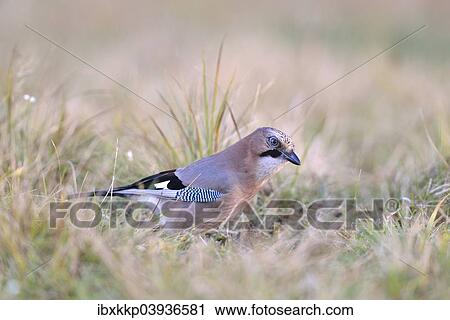 Stock Image - "Eurasian Jay (falco tinnunculus) in a meadow, Kujawy-Pomerania Province, Poland, Europe". Fotosearch