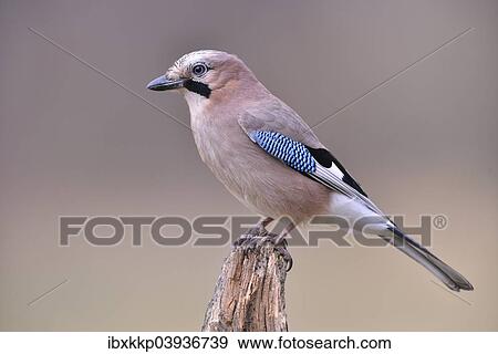 Stock Photo - "Eurasian Jay (falco tinnunculus), Kujawy-Pomerania Province, Poland, Europe". Fotosearch