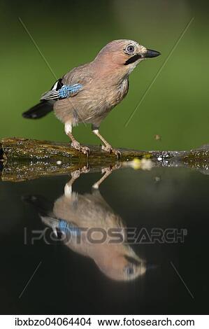 "Eurasian Jay (Garrulus glandarius), at the bird bath with reflection, Kiskunsag National Park, Hungary, Europe" View Large Photo Image Picture - "Eurasian Jay (Garrulus glandarius), at the bird bath with reflection, Kiskunsag National Park, Hungary, Europe". Fotosearch