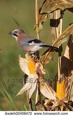 "Eurasian Jay (Garrulus glandarius) on a corn cob, Allgaeu, Bavaria, Germany, Europe" View Large Photo Image Stock Image - "Eurasian Jay (Garrulus glandarius) on a corn cob, Allgaeu, Bavaria, Germany, Europe". Fotosearch