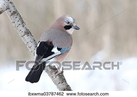 "Eurasian Jay (Garrulus glandarius) on a branch, North Hesse, Hesse, Germany, Europe" View Large Photo Image Stock Image - "Eurasian Jay (Garrulus glandarius) on a branch, North Hesse, Hesse, Germany, Europe". Fotosearch