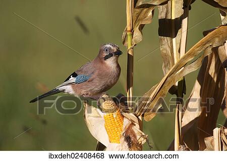 "Eurasian Jay (Garrulus glandarius) on a corn cob, Allgaeu, Bavaria, Germany, Europe" View Large Photo Image Stock Photo - "Eurasian Jay (Garrulus glandarius) on a corn cob, Allgaeu, Bavaria, Germany, Europe". Fotosearch
