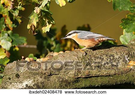 "Eurasian Jay (Garrulus glandarius) on an autumnal Oak (Quercus robur), Allgaeu, Bavaria, Germany, Europe" View Large Photo Image Stock Photo - "Eurasian Jay (Garrulus glandarius) on an autumnal Oak (Quercus robur), Allgaeu, Bavaria, Germany, Europe". Fotosearch