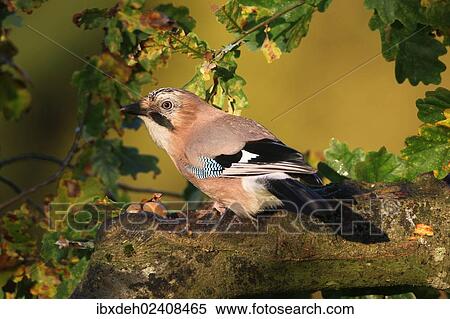 "Eurasian Jay (Garrulus glandarius) on an autumnal Oak (Quercus robur), Allgaeu, Bavaria, Germany, Europe" View Large Photo Image Stock Photography - "Eurasian Jay (Garrulus glandarius) on an autumnal Oak (Quercus robur), Allgaeu, Bavaria, Germany, Europe". Fotosearch