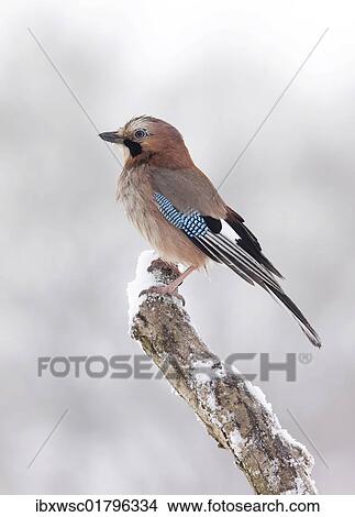 Eurasian Jay (Garrulus glandarius) View Large Photo Image Picture - Eurasian Jay (Garrulus glandarius). Fotosearch
