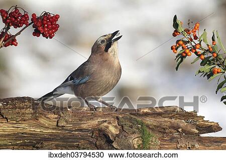 "Eurasian Jay (Garrulus glandarius), throwing sunflower seed in its beak, Allgaeu, Bavaria, Germany, Europe" View Large Photo Image Stock Image - "Eurasian Jay (Garrulus glandarius), throwing sunflower seed in its beak, Allgaeu, Bavaria, Germany, Europe". Fotosearch