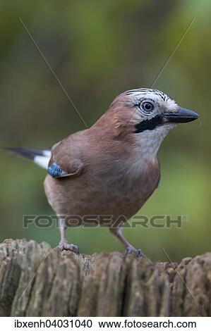 Stock Image - "Eurasian Jay (Garrulus glandarius), Emsland, Lower Saxony, Germany, Europe". Fotosearch