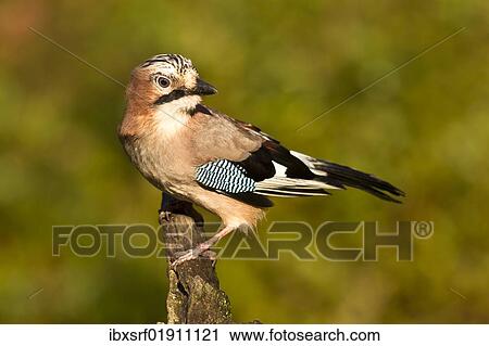 "Eurasian Jay (Garrulus glandarius), Gifhorn, Lower Saxony, Germany, Europe" View Large Photo Image Stock Image - "Eurasian Jay (Garrulus glandarius), Gifhorn, Lower Saxony, Germany, Europe". Fotosearch