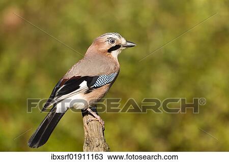 Stock Image - "Eurasian Jay (Garrulus glandarius), Gifhorn, Lower Saxony, Germany, Europe". Fotosearch