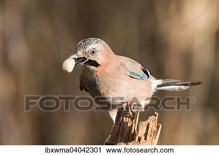 "Eurasian Jay (Garrulus glandarius) with a peanut, Hesse, Germany, Europe" View Large Photo Image Stock Image - "Eurasian Jay (Garrulus glandarius) with a peanut, Hesse, Germany, Europe". Fotosearch