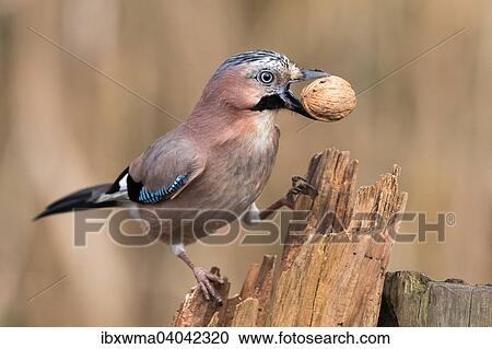 "Eurasian Jay (Garrulus glandarius) with a walnut, Hesse, Germany, Europe" View Large Photo Image Stock Image - "Eurasian Jay (Garrulus glandarius) with a walnut, Hesse, Germany, Europe". Fotosearch