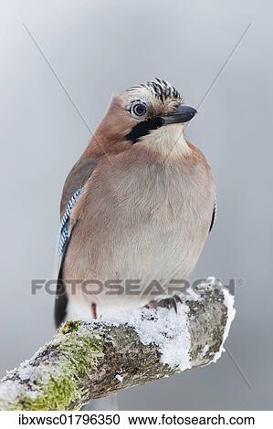 Eurasian Jay (Garrulus glandarius) View Large Photo Image Stock Image - Eurasian Jay (Garrulus glandarius). Fotosearch