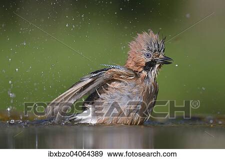 Stock Photo - "Eurasian Jay (Garrulus glandarius), bathing, Kiskunsag National Park, Hungary, Europe". Fotosearch