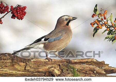 "Eurasian Jay (Garrulus glandarius), winter feeding area, Allgaeu, Bavaria, Germany, Europe" View Large Photo Image Stock Photo - "Eurasian Jay (Garrulus glandarius), winter feeding area, Allgaeu, Bavaria, Germany, Europe". Fotosearch