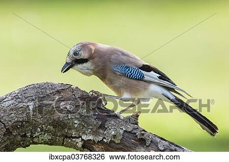 "Eurasian Jay (Garrulus glandarius), Tyrol, Austria, Europe" View Large Photo Image Stock Photograph - "Eurasian Jay (Garrulus glandarius), Tyrol, Austria, Europe". Fotosearch