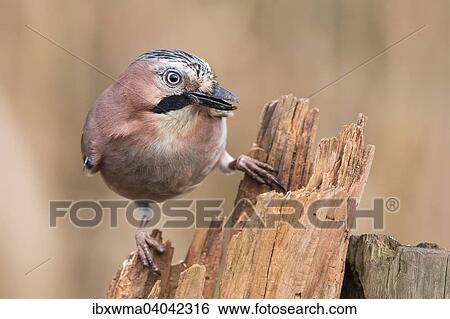 "Eurasian Jay (Garrulus glandarius), Hesse, Germany, Europe" View Large Photo Image Stock Photograph - "Eurasian Jay (Garrulus glandarius), Hesse, Germany, Europe". Fotosearch