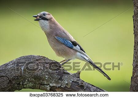 "Eurasian Jay (Garrulus glandarius), Tyrol, Austria, Europe" View Large Photo Image Stock Photography - "Eurasian Jay (Garrulus glandarius), Tyrol, Austria, Europe". Fotosearch