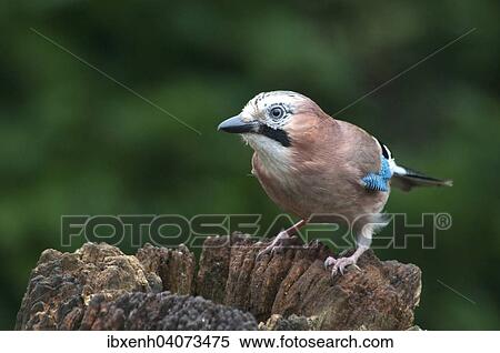 "Eurasian Jay (Garrulus glandarius), Emsland, Lower Saxony, Germany, Europe" View Large Photo Image Stock Photography - "Eurasian Jay (Garrulus glandarius), Emsland, Lower Saxony, Germany, Europe". Fotosearch