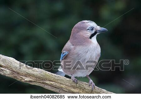 "Eurasian Jay (Garrulus glandarius), Emsland, Lower Saxony, Germany, Europe" View Large Photo Image Stock Photography - "Eurasian Jay (Garrulus glandarius), Emsland, Lower Saxony, Germany, Europe". Fotosearch