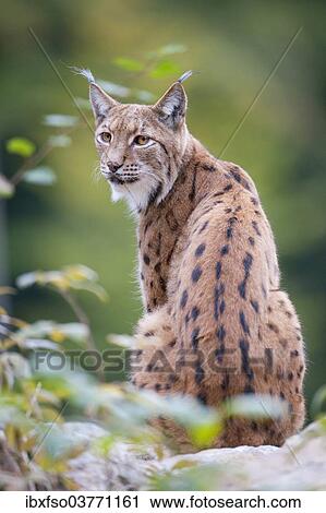 "Eurasian Lynx (Lynx lynx), animal enclosure, Bavarian Forest National Park, Bavaria, Germany, Europe" View Large Photo Image Stock Image - "Eurasian Lynx (Lynx lynx), animal enclosure, Bavarian Forest National Park, Bavaria, Germany, Europe". Fotosearch