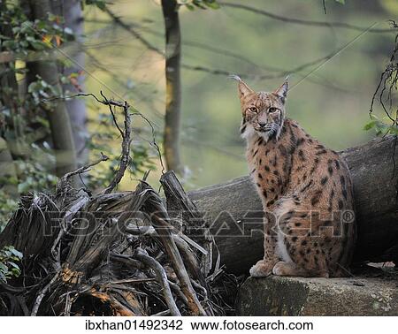 Stock Image - "Eurasian Lynx (Lynx lynx), Bavarian Forest National Park, Bavaria, Germany, Europe". Fotosearch