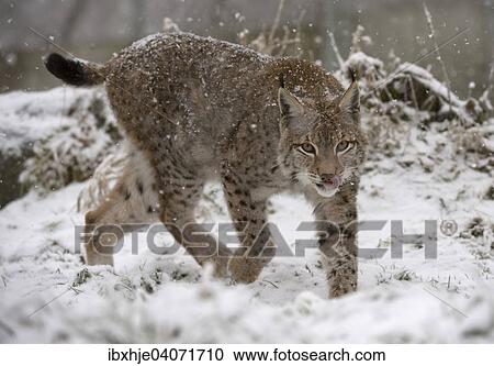 Stock Image - "Eurasian lynx (Lynx lynx), Bavarian Forest National Park, Bavaria, Germany, Europe". Fotosearch