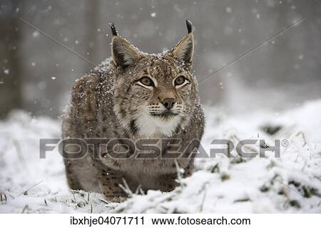 "Eurasian lynx (Lynx lynx), Bavarian Forest National Park, Bavaria, Germany, Europe" View Large Photo Image Stock Image - "Eurasian lynx (Lynx lynx), Bavarian Forest National Park, Bavaria, Germany, Europe". Fotosearch