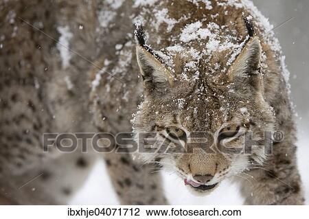 Stock Image - "Eurasian lynx (Lynx lynx), Bavarian Forest National Park, Bavaria, Germany, Europe". Fotosearch